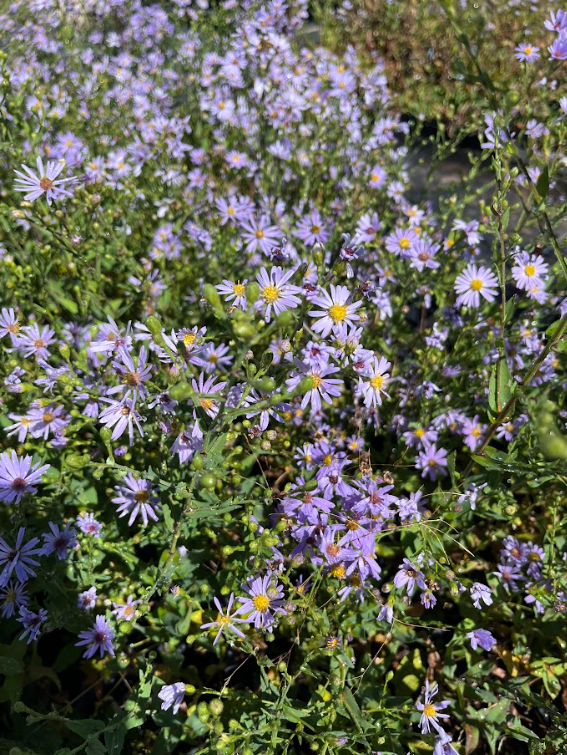 Smooth Blue Aster (Symphyotrichum laeve)