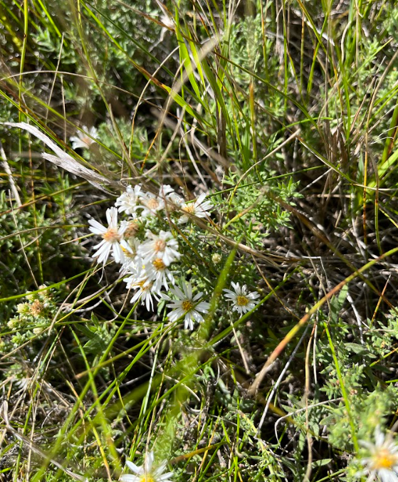 Tufted White Prairie Aster (Symphyotrichum ericoides)