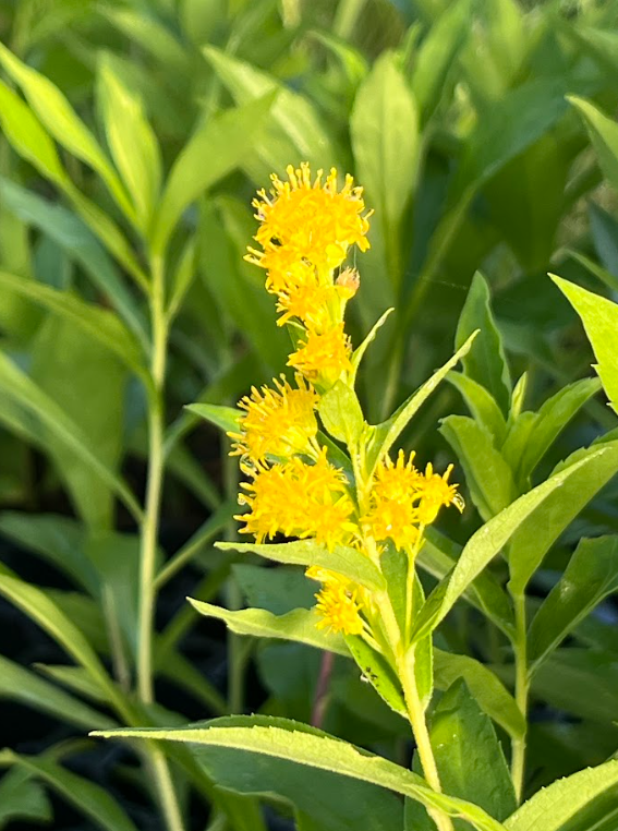 Prairie Goldenrod (Solidago missouriensis)