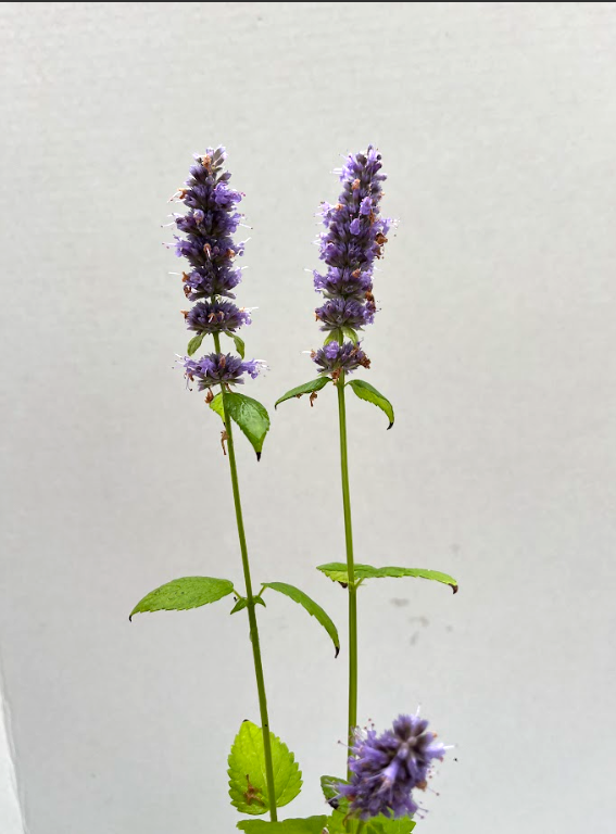 Anise Hyssop (Agastache foeniculum)