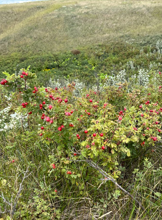 Woods Rose / Prickly Rose (Rosa woodsii)