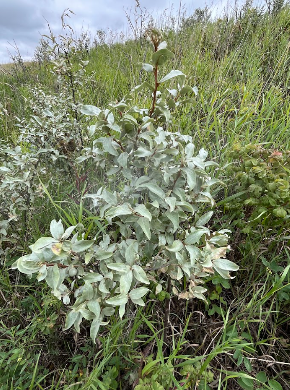 Wolf Willow (Elaeagnus commutata)