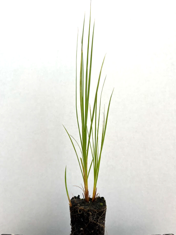 Water sedge 2.png