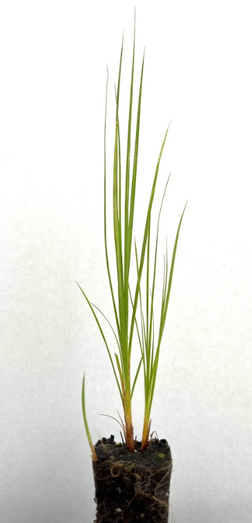 Water sedge 3.png