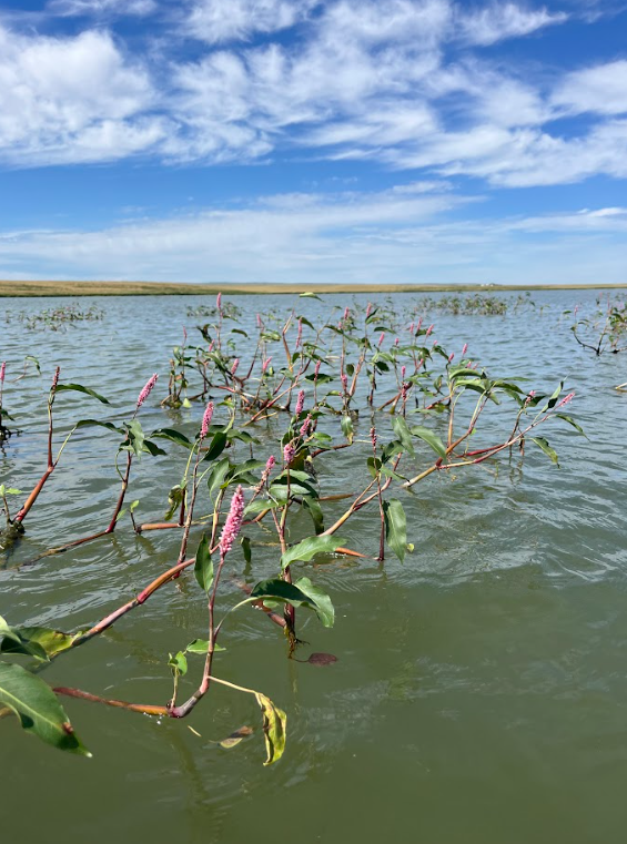 Water smart weed 2.png