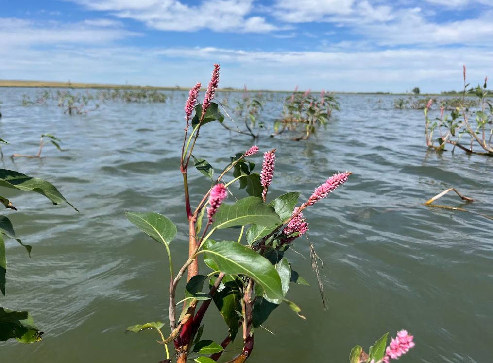 Water smart weed 3.png