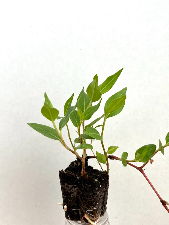 Water smart weed.png