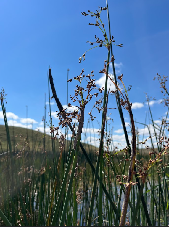 Softstem bulrush 3.png