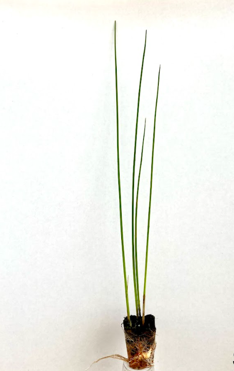 Softstem bulrush.png