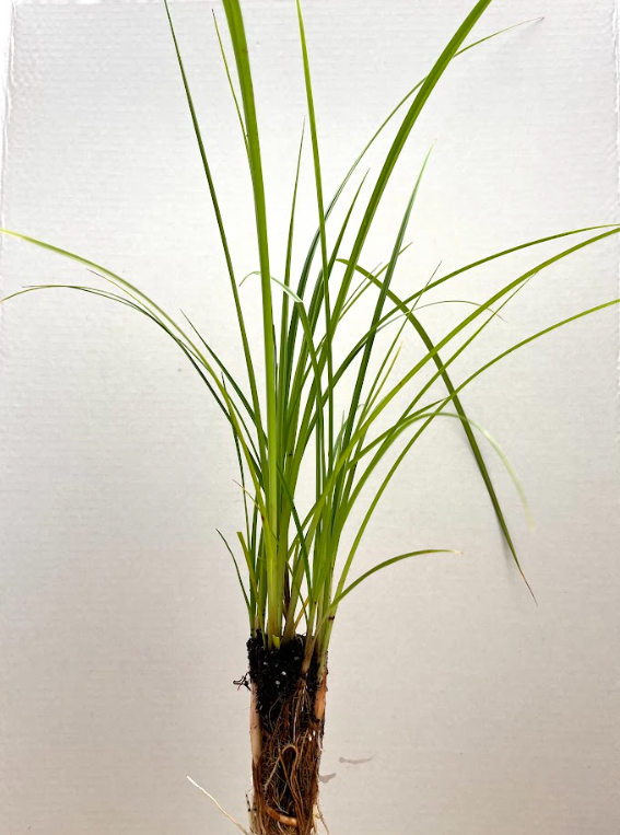 Small-fruited bulrush 2.png