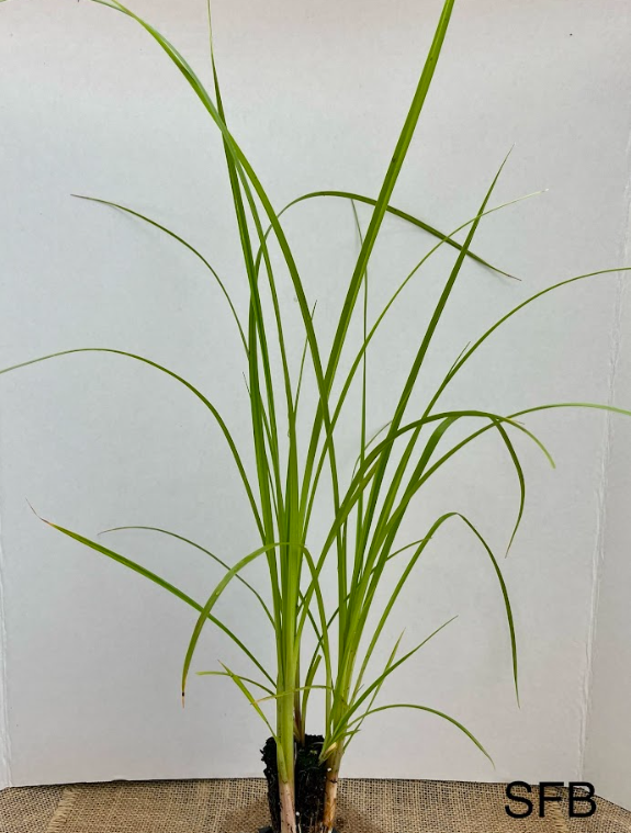 Small-fruited bulrush.png