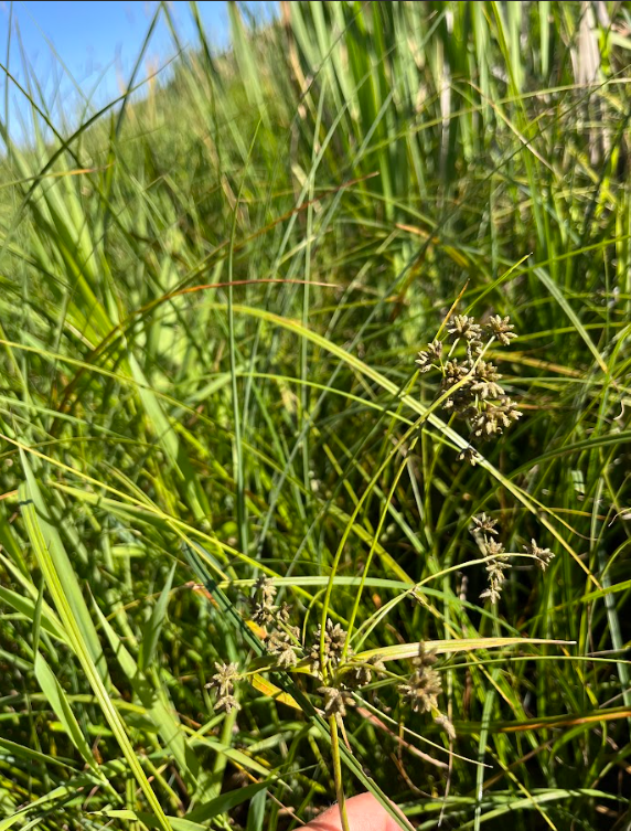 Small-fruited bulrush 4.png