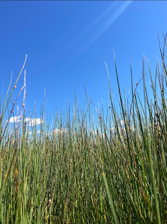 Three square rush 3.png