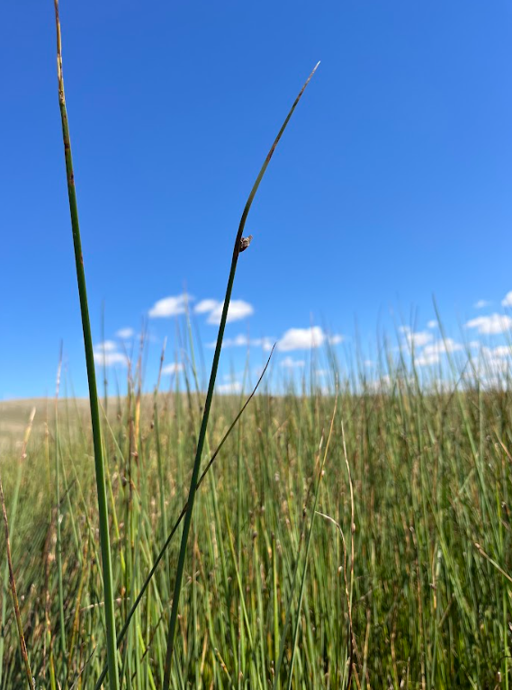 Three Square Rush.png