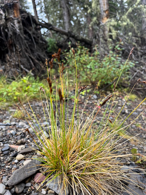 Thichhead sedge 2.png