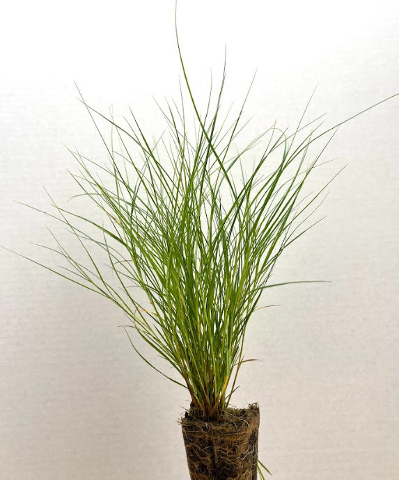 Thick-headed sedge.png