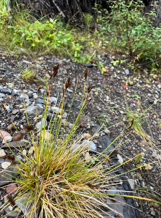 Thickhead sedge 2.png