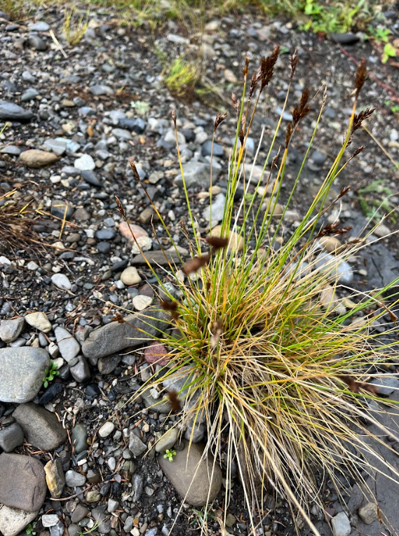 Thickhead sedge 3.png