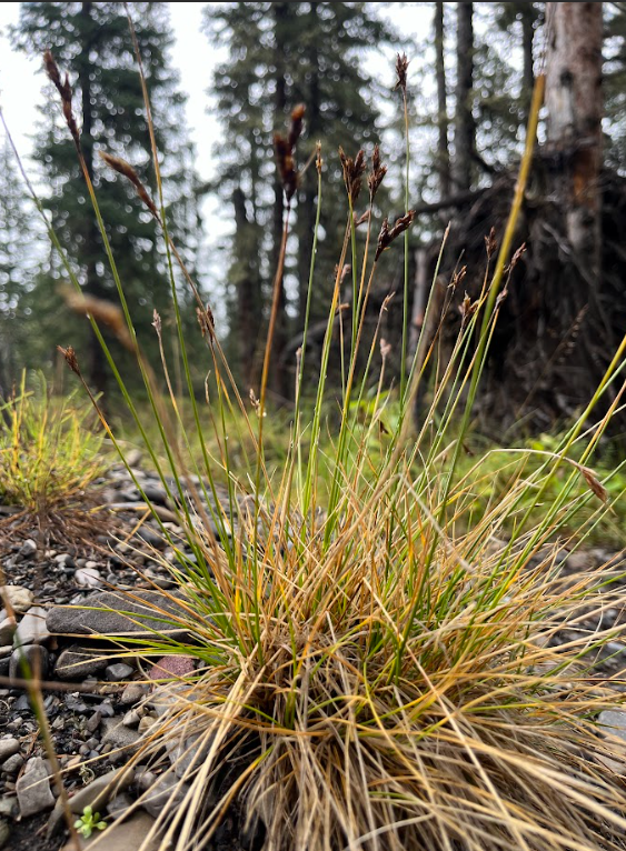 Thickhead sedge 4.png