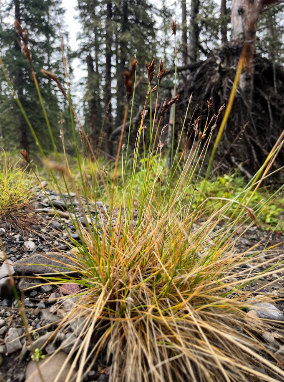 Thickhead sedge 5.png