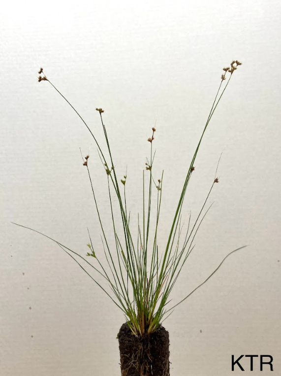 Knotted Rush (Juncus nodosus)