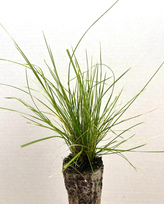 Tufted Hair grass.png