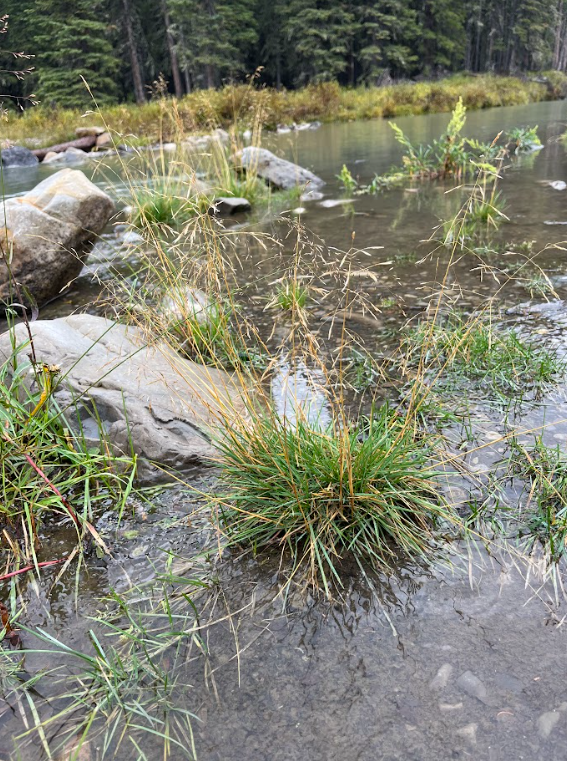 Tufted hair grass 3.png