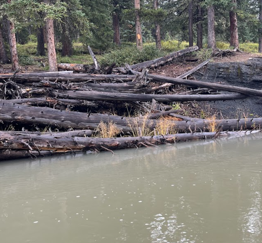 Tufted Hair grass 4.png