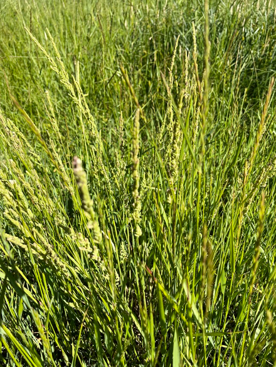 Slough Grass 2.png