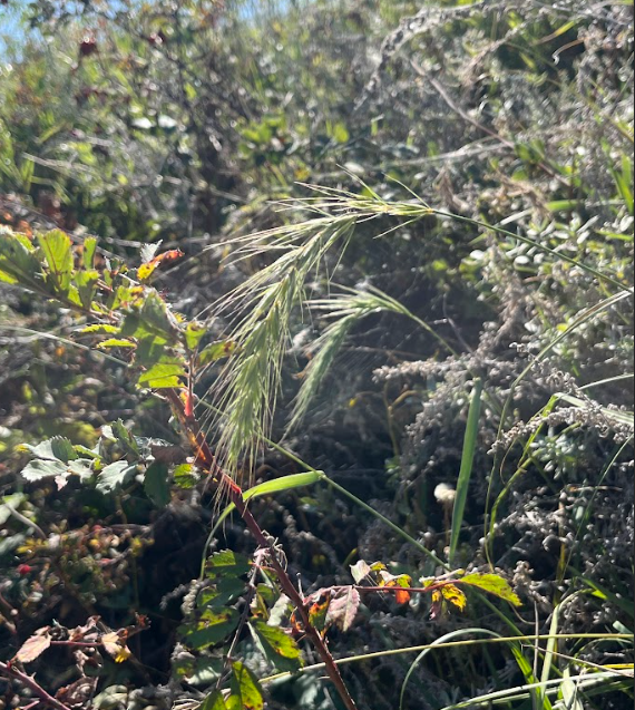 Canada Wild Rye 2.png