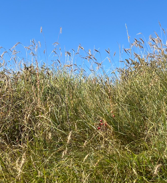 Canada Wild Rye 3.png