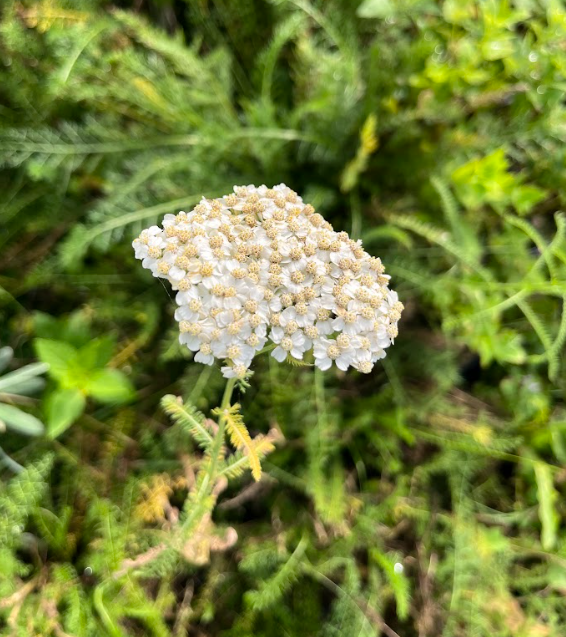 Common Yarrow 2.png
