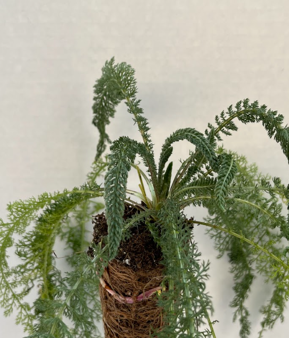 Common yarrow plug.png