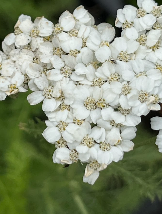 Common yarrow.png