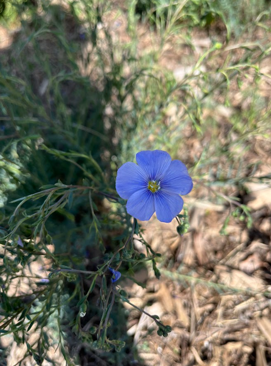 Wild Blue Flax 2.png