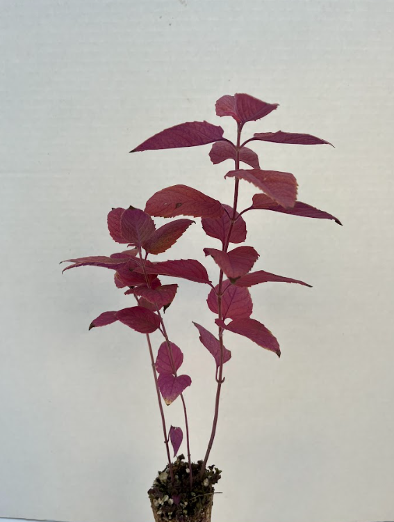 Anise hyssop 2.png