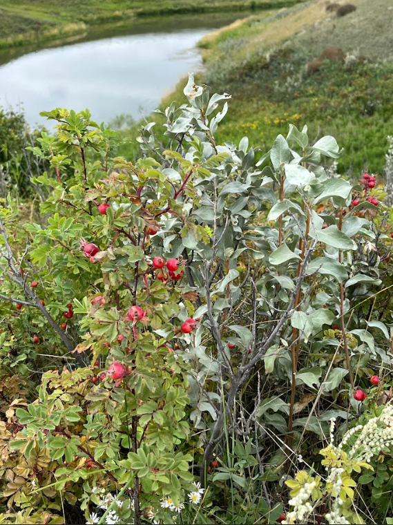 Woods rose & wolf willow.png