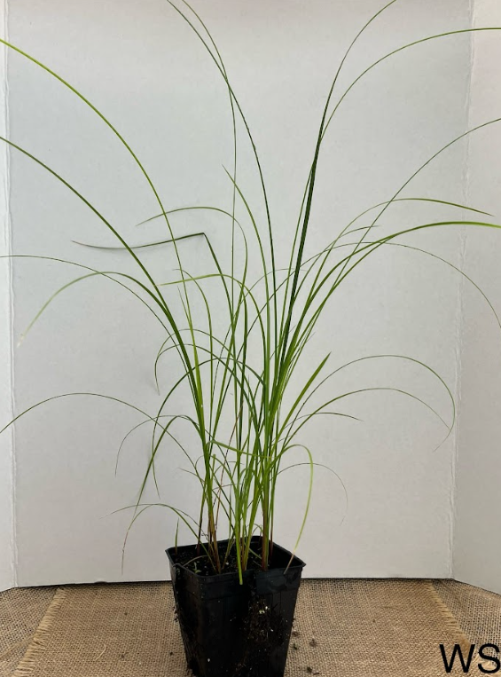 Woolly Sedge (Carex pellita)