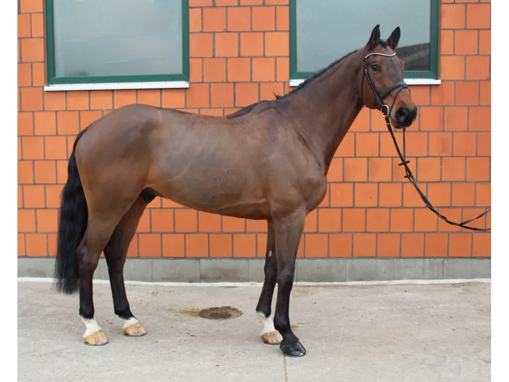 Champorado Right Profile.jpg