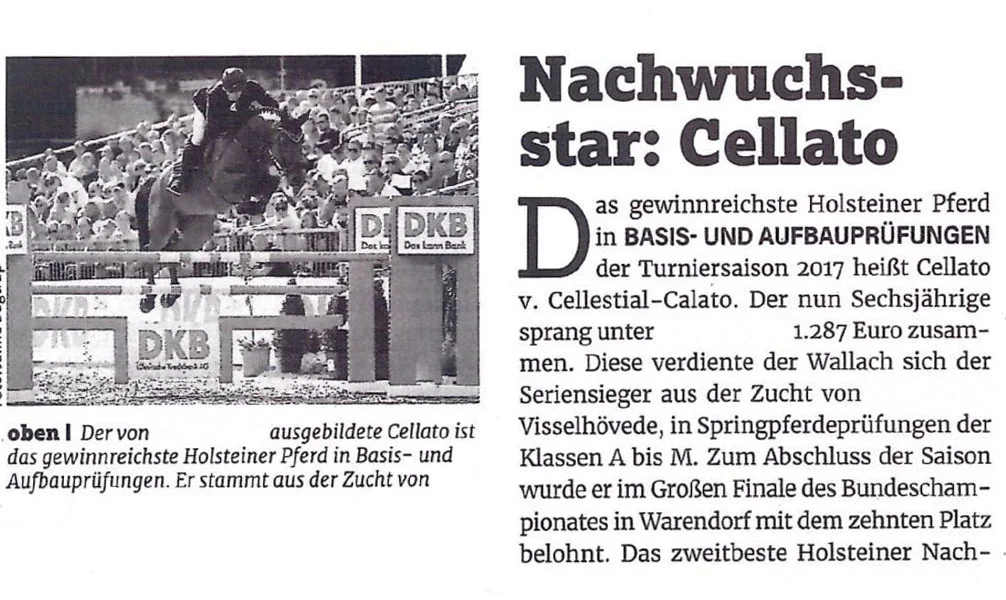 (Article written on Cellato after 2017 German Championship show) Rising Star: Cellato The most successful Holsteiner of the 2017 show year for young horses is Cellato who is by Cellestial and Calato. This six year old gelding and his rider (call for more info.) won 1.287 Euros. This series winner is bred by (call for more info.) and has won his prize money solely in the young horse shows from levels A through M. He finished his successful season with a tenth place at the German Bundeschampionat (German Championship for young horses).