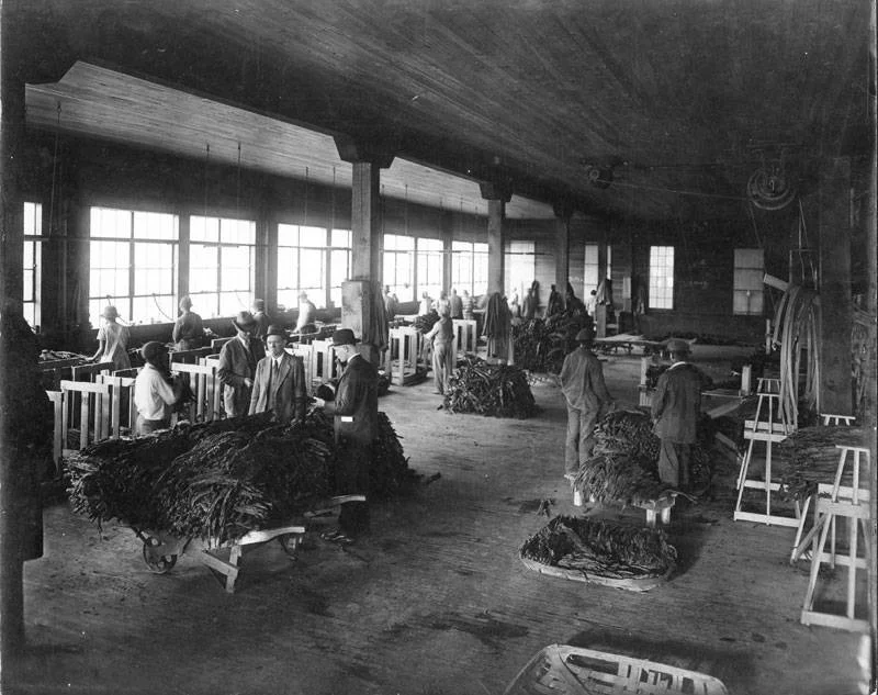Dark Tobacco Stripping.jpg