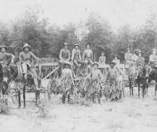 Tobacco Harvest.png