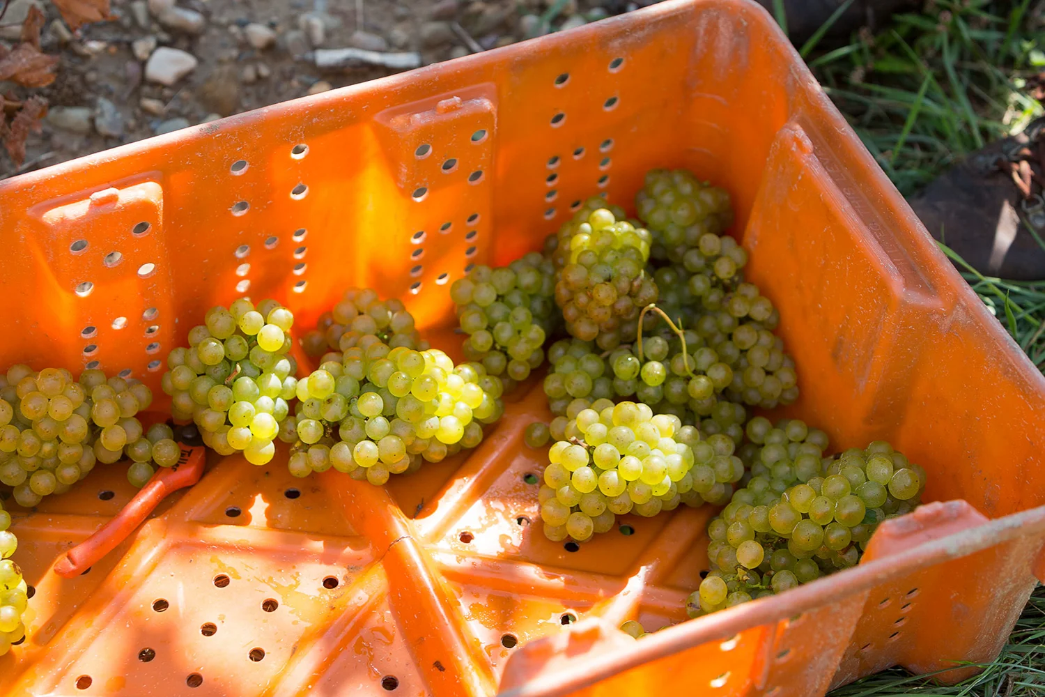 FLX-Harvest-grape-bin.jpg