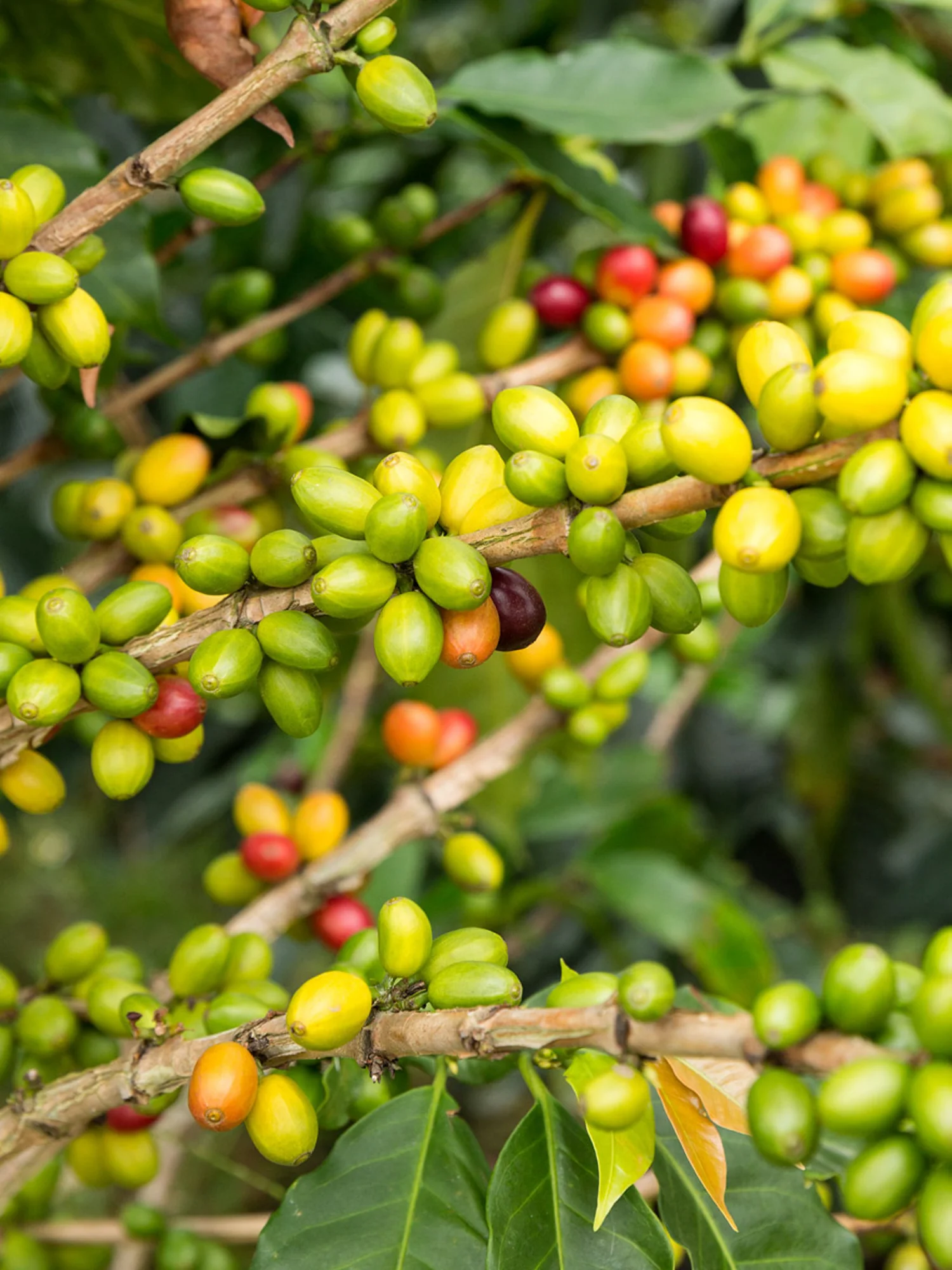 Colombian-coffee-tree.jpg