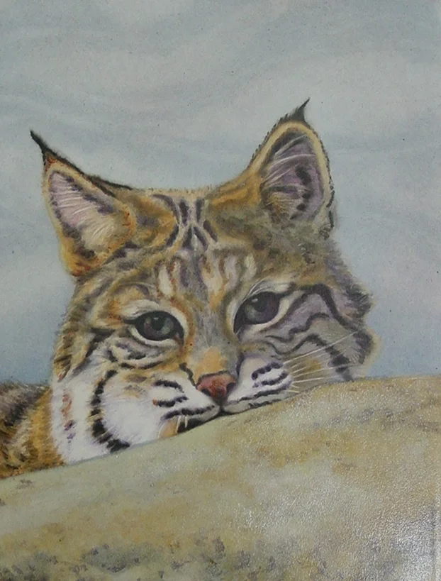 Shy Bobcat.JPG