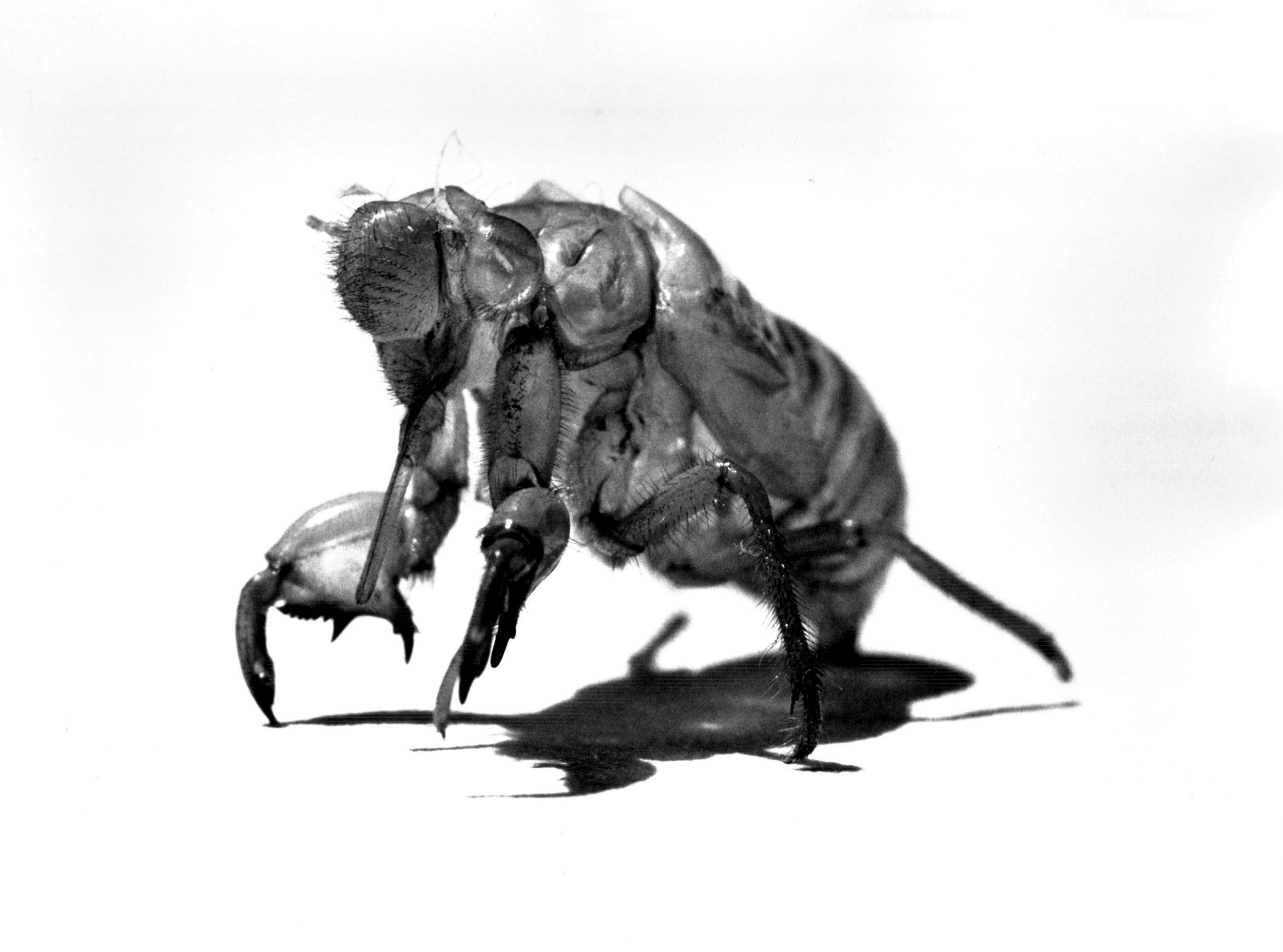 Cicada Exoskeleton, Costa Brava