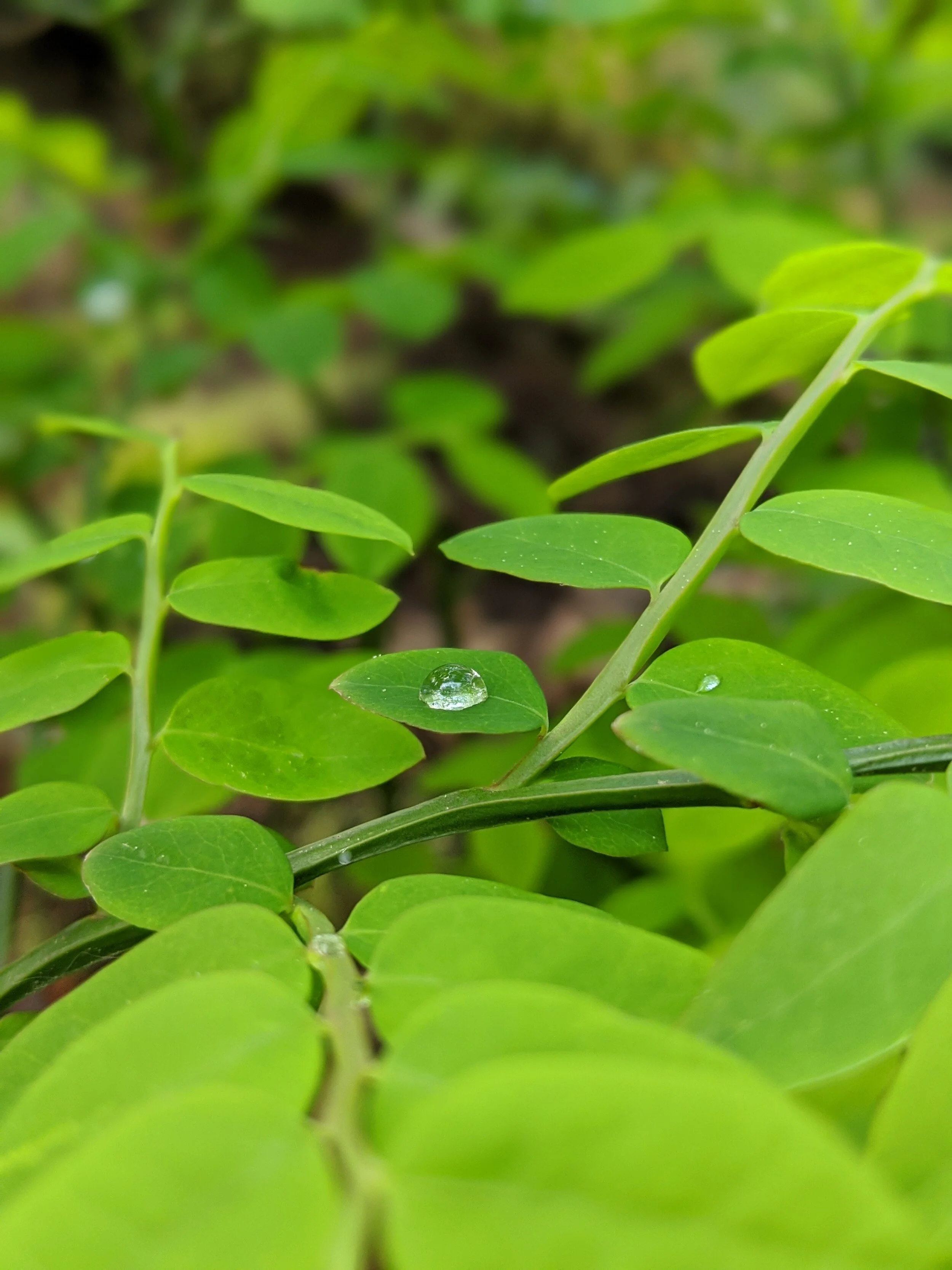 Drops