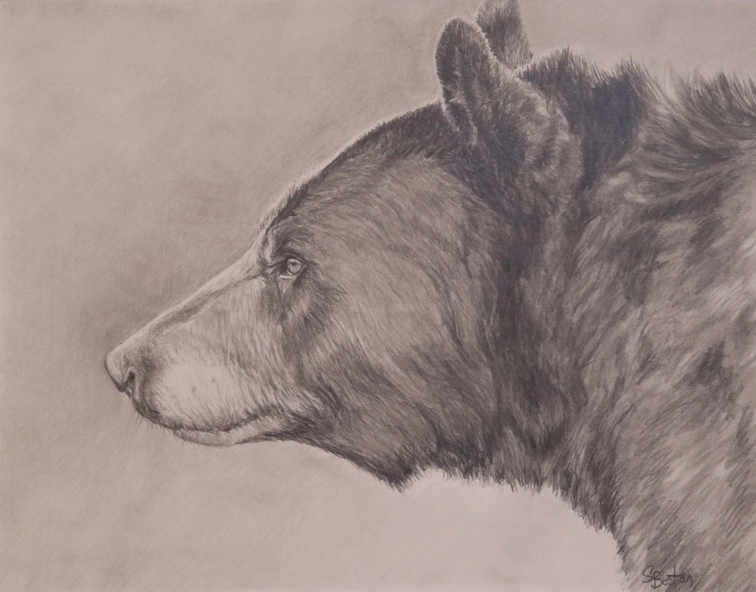 Back Bear Drawing