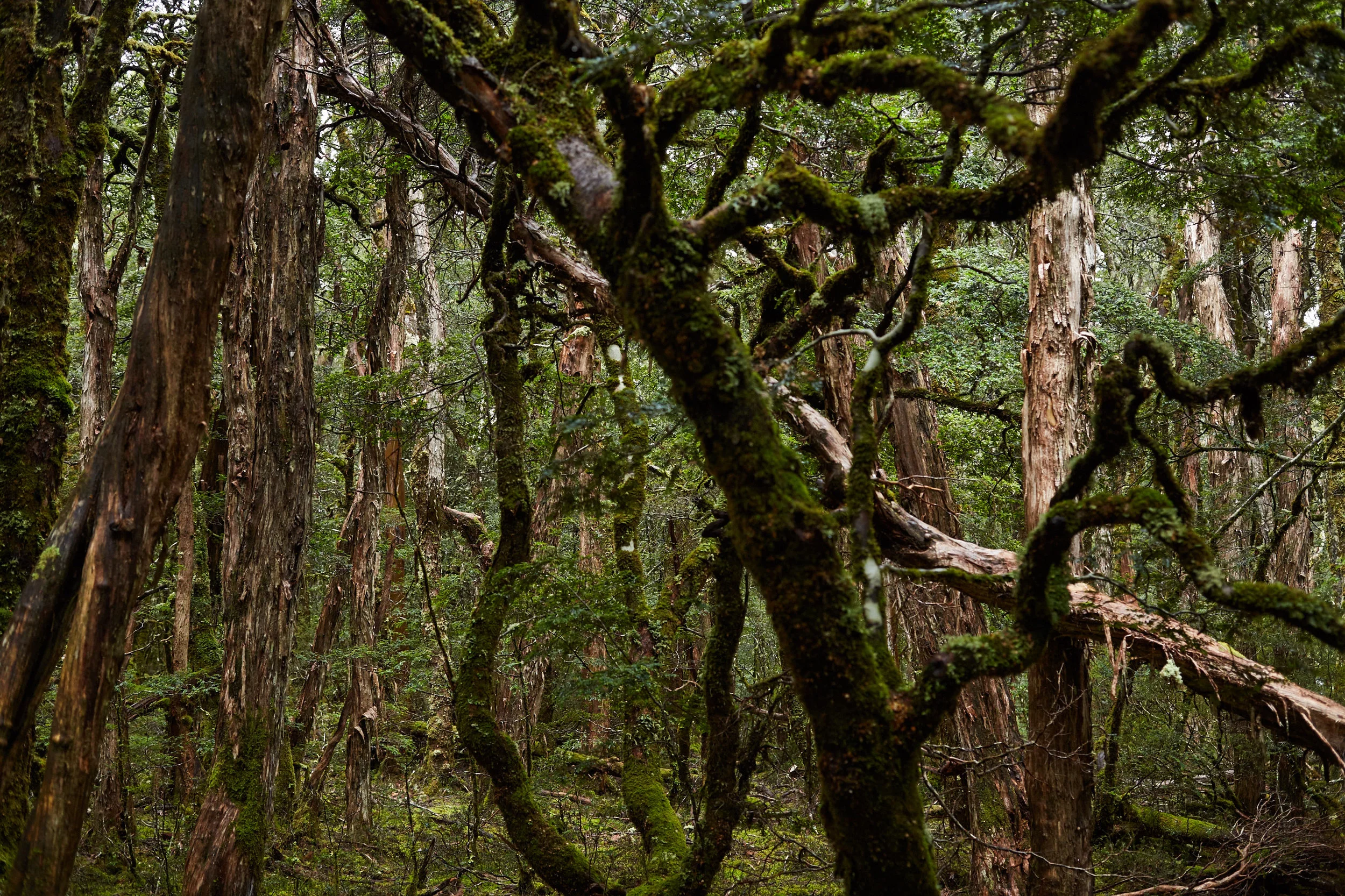 170414 OverlandTrackTas 0480.jpg