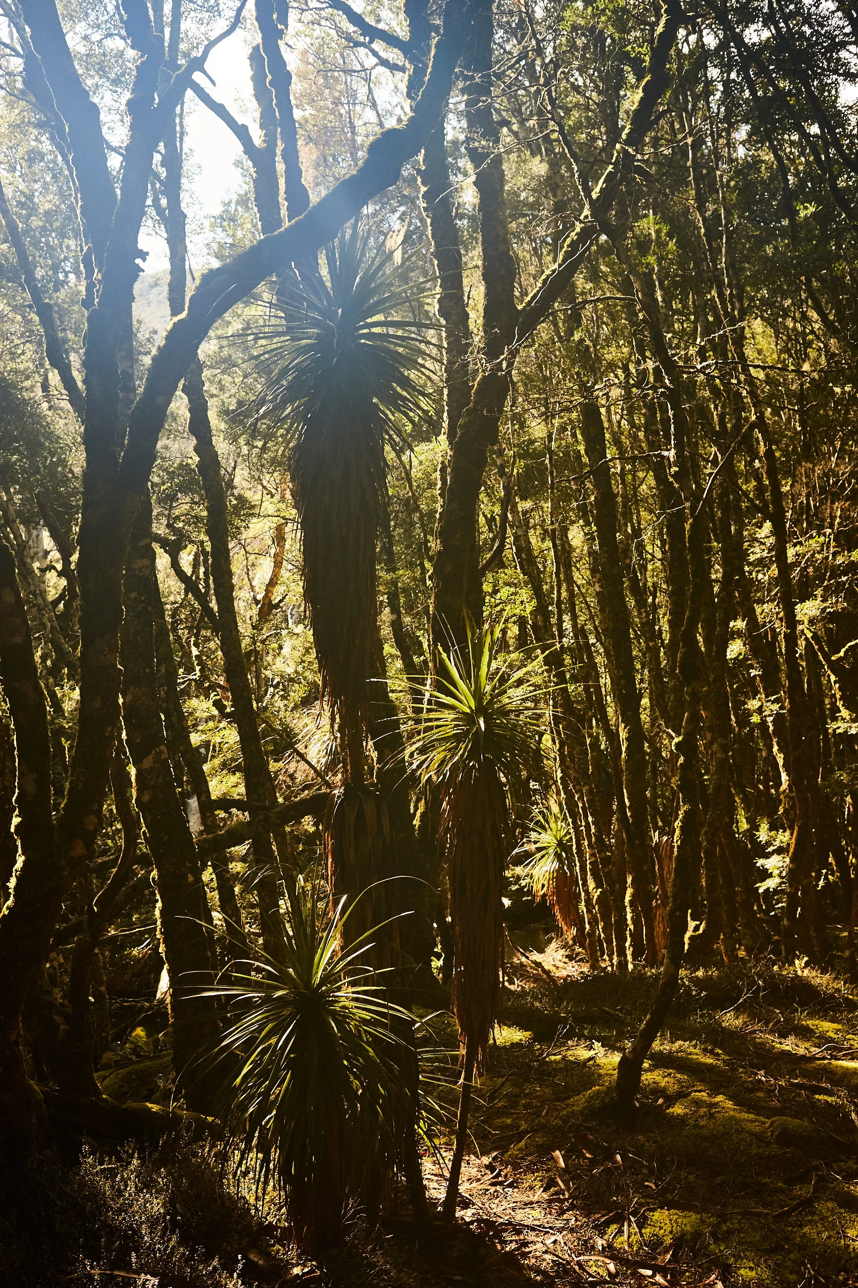 170414 OverlandTrackTas 0626.jpg